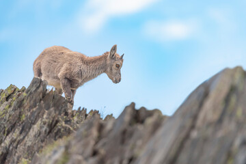 Newborn Ibex on mountain ridge with blue sky on background (Capra ibex)