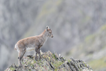 Newborn ibex on mountain peak (Capra ibex)