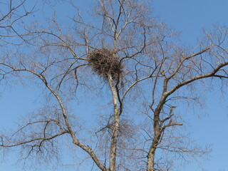 nest on a tree