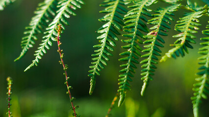 Macro de feuilles de fougère d'un vert intense.  Le bokeh est intense grâce à une très grande ouverture de l'objectif