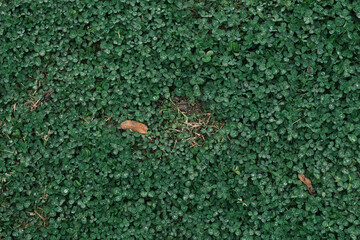clover in the park