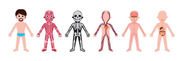 My body, educational anatomy body organ chart for men. Cute cartoon little man and his bodily systems: muscular, skeletal, circulatory, nervous and digestive. clip art Isolated vector infographic 