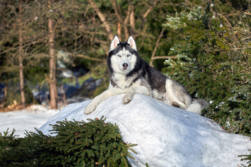Husky dog lies on big pile of snow in sunny day