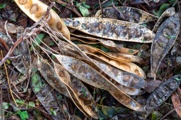 Dry branches and leaves fallen in the forest lie on the ground