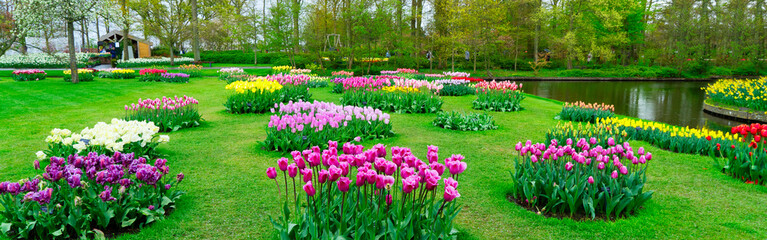 Rows of tulip flowers - obrazy, fototapety, plakaty