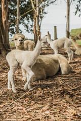 Obraz premium alpaca on natural background, llama on a farm, domesticated wild animal cute and funny with curly hair used for wool. High quality photo