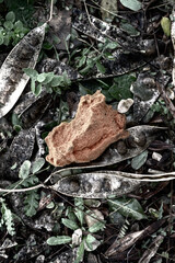 Dry branches and leaves fallen in the forest lie on the ground