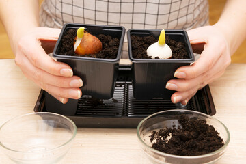 instruction how woman gardening, replants and transplanting flower plant bulbs in a new pot basket