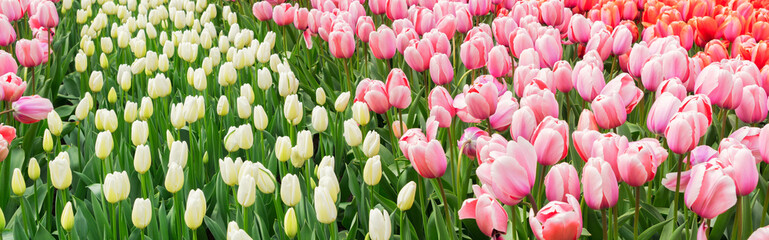 Fototapeta premium Rows of tulip flowers