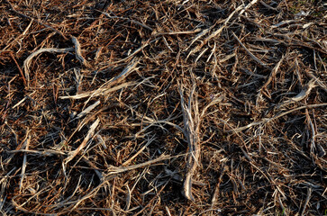 mulch bark. pieces of wood chips to prevent weed growth and weed germination. branch crusher, cleaning of shrubs and invasive species.  grow under the high voltage wire