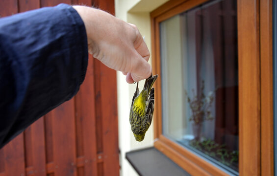 A man is holding a dead bird which has crashed into a house window. the window shines and bird easily gets tangled in flight and breaks its spine on impact. lying on the windowsill under the window