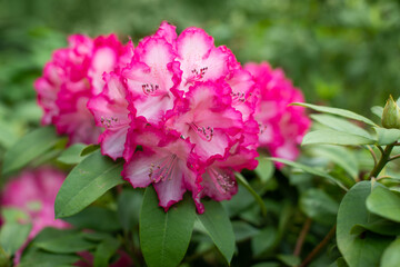 pink rhododendron