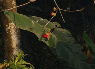 The rufous treepie Bird or Handi Chacha or take chor bird on Box Nut  found in West Bengal India 