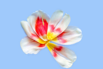 Fototapeta na wymiar template with tulips petals on blue background. the texture of the petals of a tulip isolated background. tulips in shape of flower. wide banner from white red color petals. spring concept