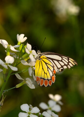 Dalius Eucharis or common Jezebel a medium sized period butterfly found in West Bengal India Asia