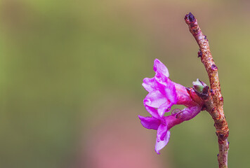 Blooming daphne mezereum, purple bloom of a Mezereon