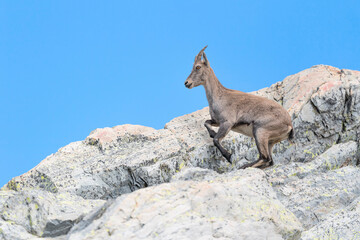 Alpine ibex female on mountain ridge (Capra ibex)