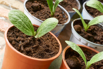 Zucchini or courgette seedlings in plastic containers. Green sapling plants in a nursery plot. Home gardening concept.                    