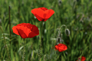 Obraz premium Field with blooming Poppy Flowers