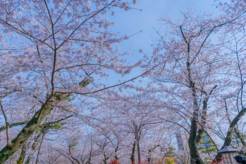 東京都北区王子にある飛鳥山公園の満開の桜の景色