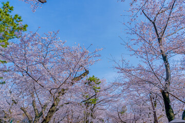 東京都北区王子にある飛鳥山公園の満開の桜の景色