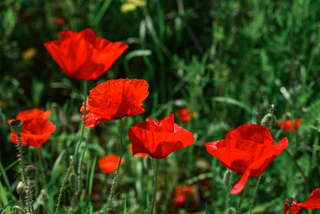 Field with blooming Poppy Flowers