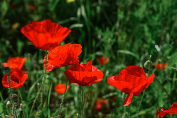 Field with blooming Poppy Flowers