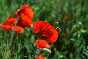 Obraz premium Field with blooming Poppy Flowers