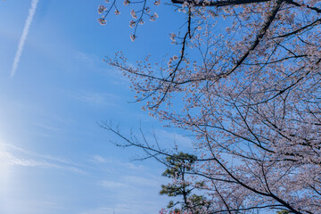東京都北区王子にある飛鳥山公園の満開の桜の景色