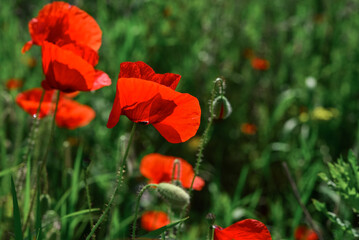 Fototapeta premium Field with blooming Poppy Flowers