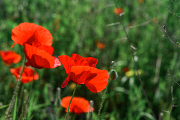 Field with blooming Poppy Flowers