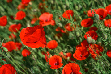 Obraz premium Field with blooming Poppy Flowers