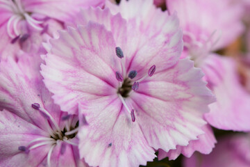 Macro photo, flowers
