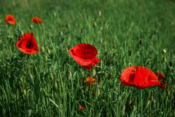 Field with blooming Poppy Flowers