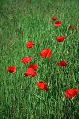 Fototapeta na wymiar Field with blooming Poppy Flowers