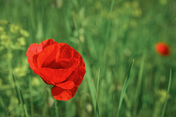Field with blooming Poppy Flowers