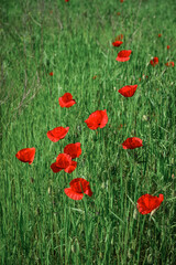 Field with blooming Poppy Flowers