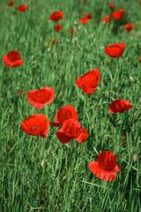 Field with blooming Poppy Flowers