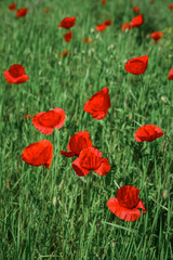 Obraz premium Field with blooming Poppy Flowers