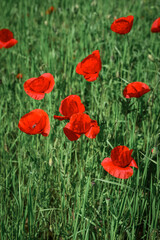 Field with blooming Poppy Flowers