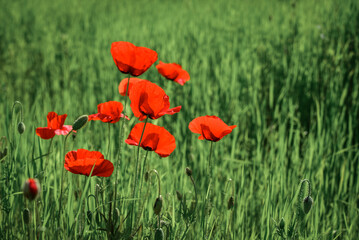 Field with blooming Poppy Flowers