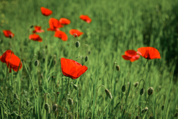 Field with blooming Poppy Flowers