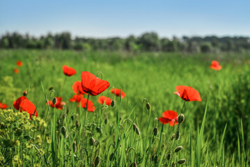 Field with blooming Poppy Flowers