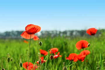 Field with blooming Poppy Flowers