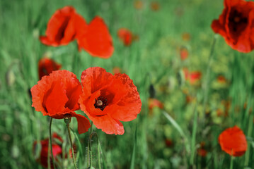 Field with blooming Poppy Flowers