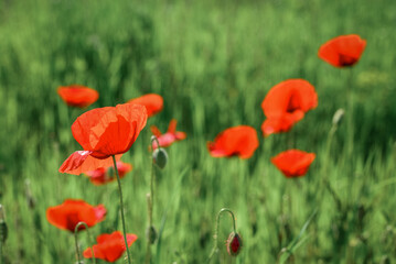 Obraz premium Field with blooming Poppy Flowers