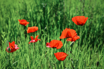Field with blooming Poppy Flowers