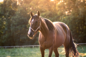 Horse on pasture. Brown thoroughbred horse mare in back lit