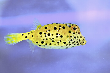poisonous puffer fish © Alexander
