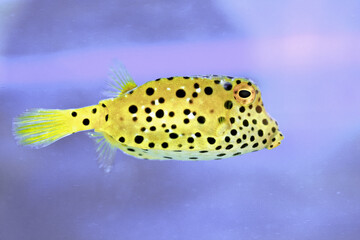 poisonous puffer fish